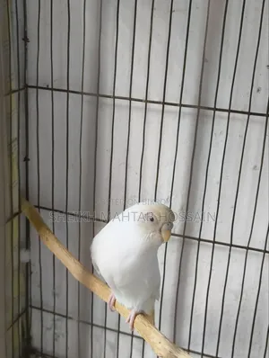 Budgerigar Master Pair / Budgerigar