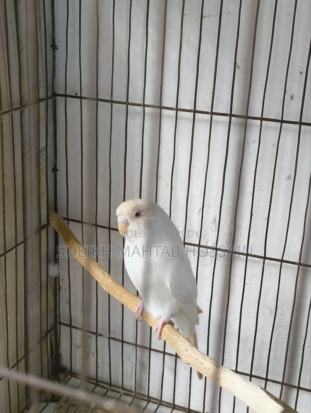 Budgerigar Master Pair / Budgerigar