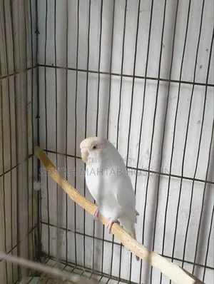Budgerigar Master Pair / Budgerigar