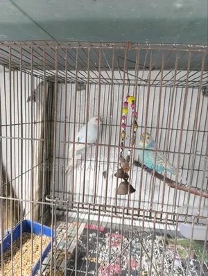 Budgerigar Master Pair / Budgerigar