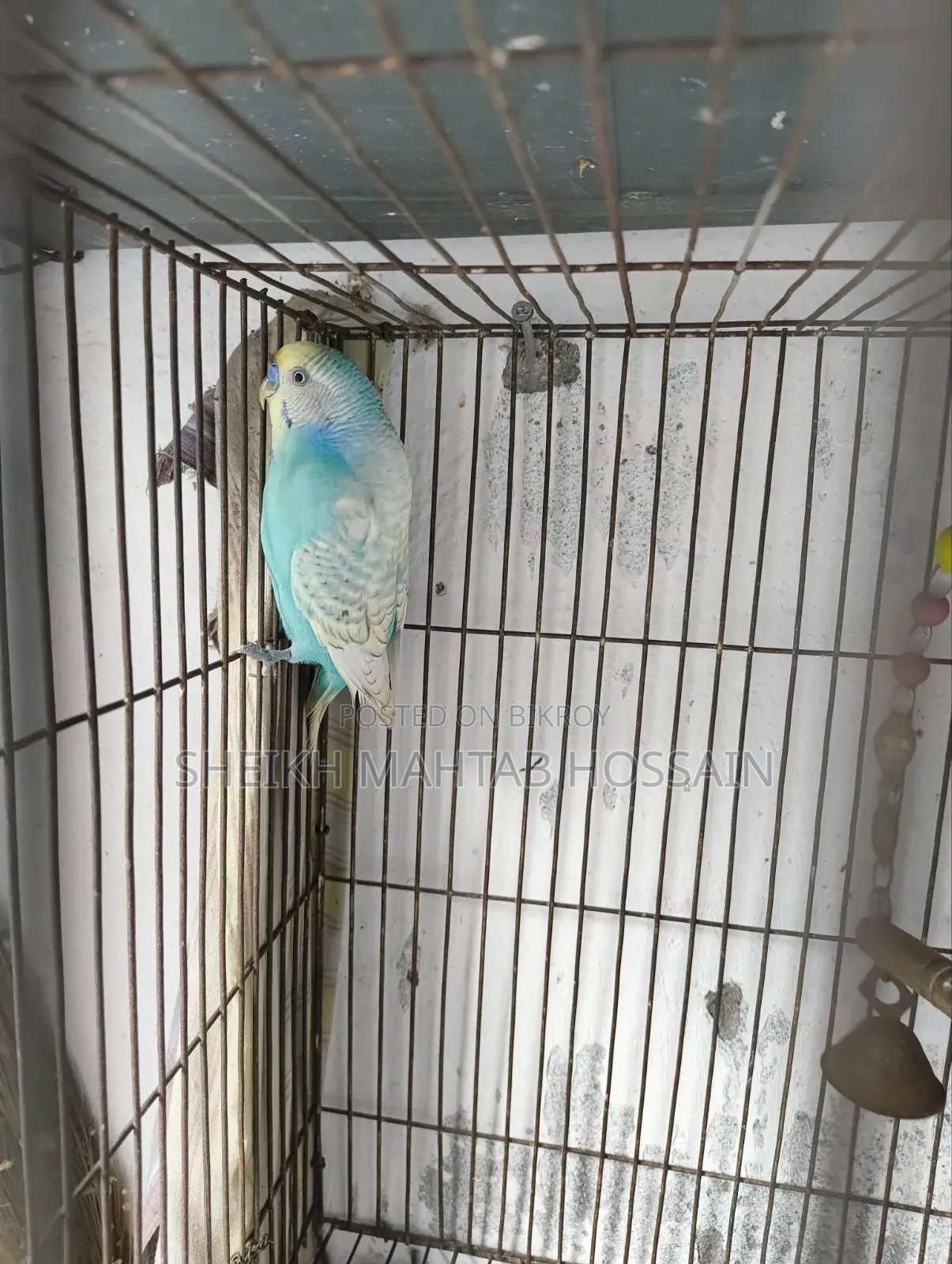 Budgerigar Master Pair / Budgerigar
