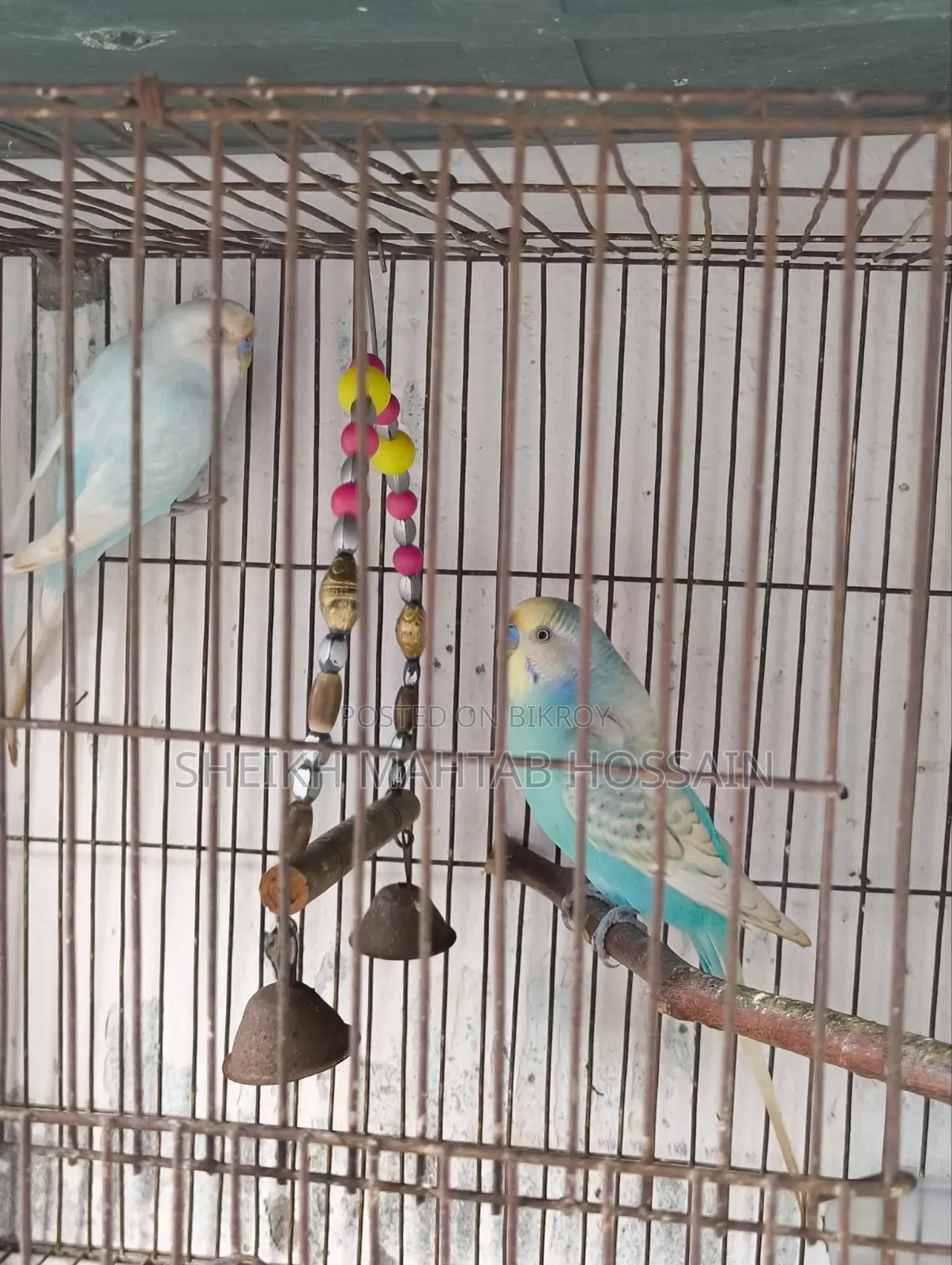 Budgerigar Master Pair / Budgerigar