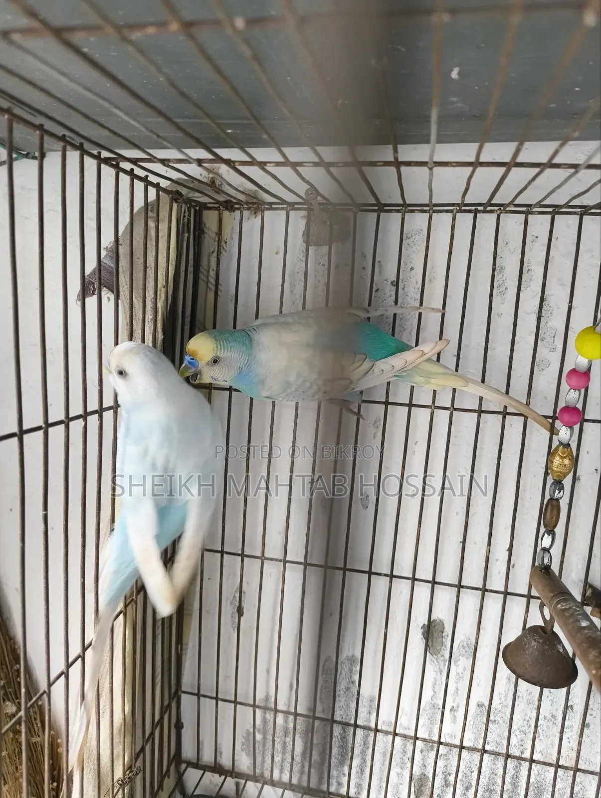 Budgerigar Master Pair / Budgerigar