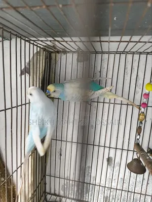 Budgerigar Master Pair / Budgerigar