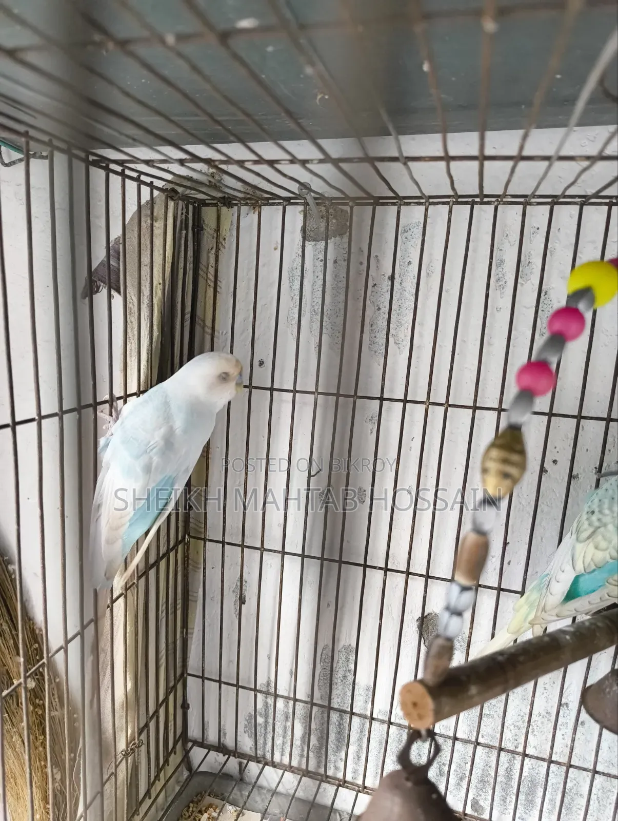 Budgerigar Master Pair / Budgerigar