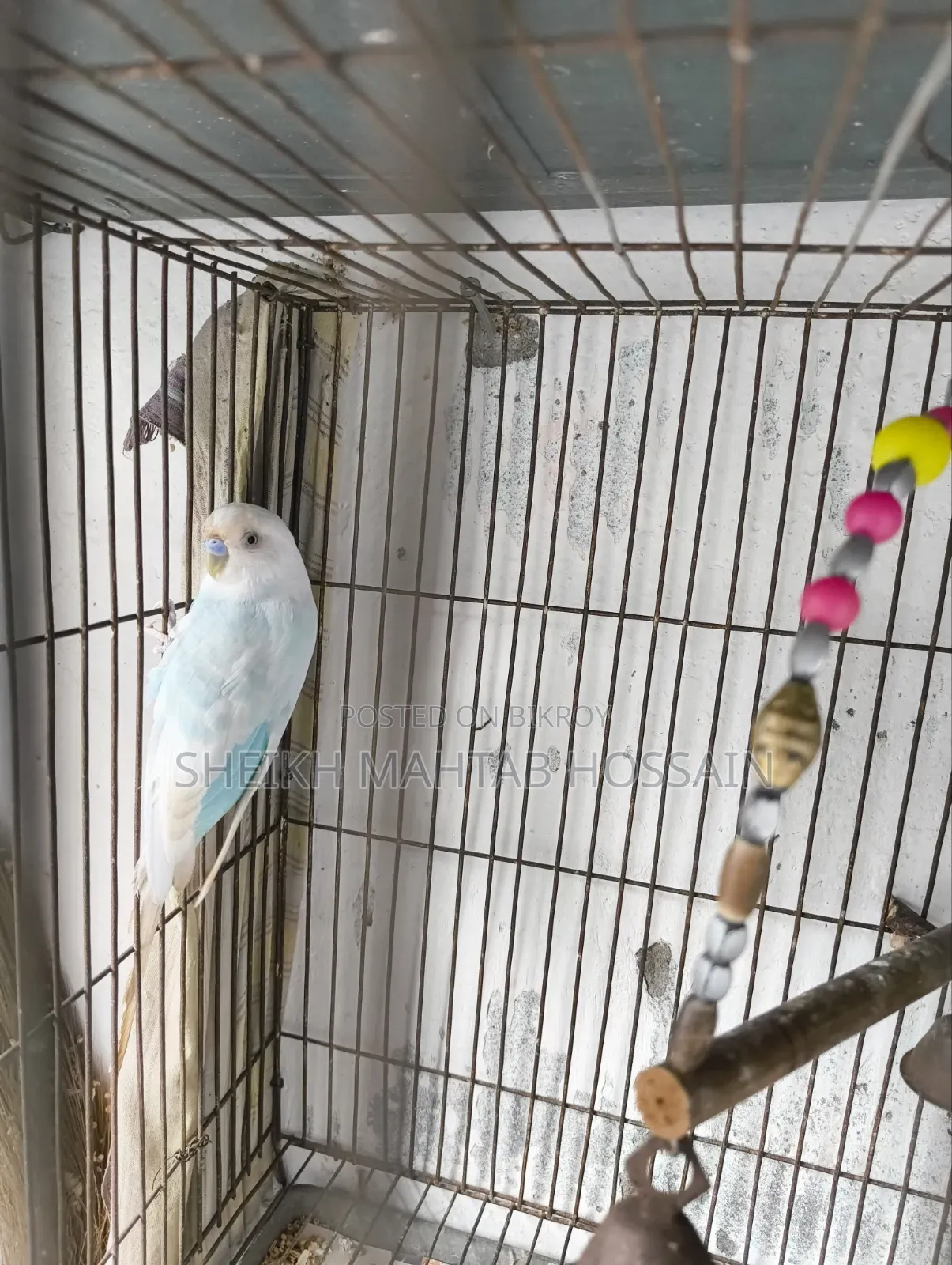 Budgerigar Master Pair / Budgerigar