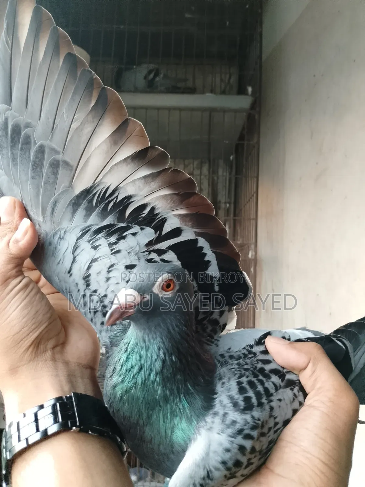 ম্যাক্সি রানিং নর