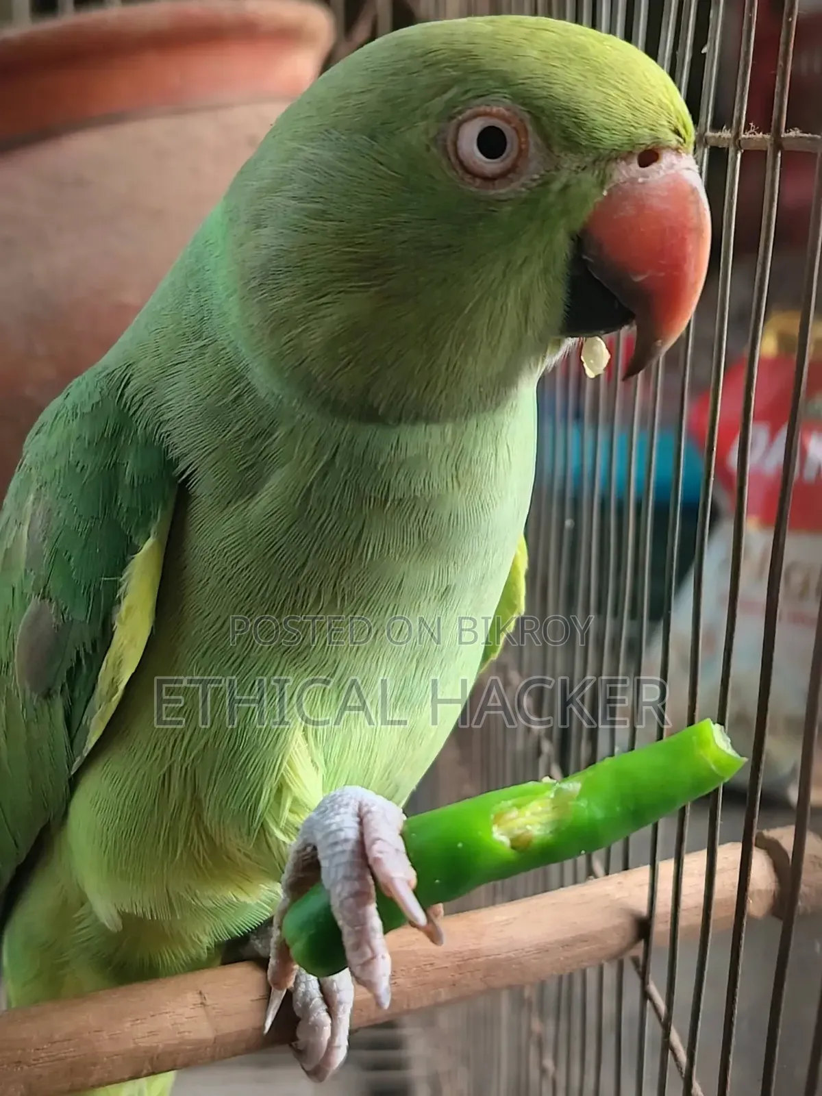 Selling my pet parrot