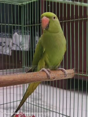 Selling my pet parrot