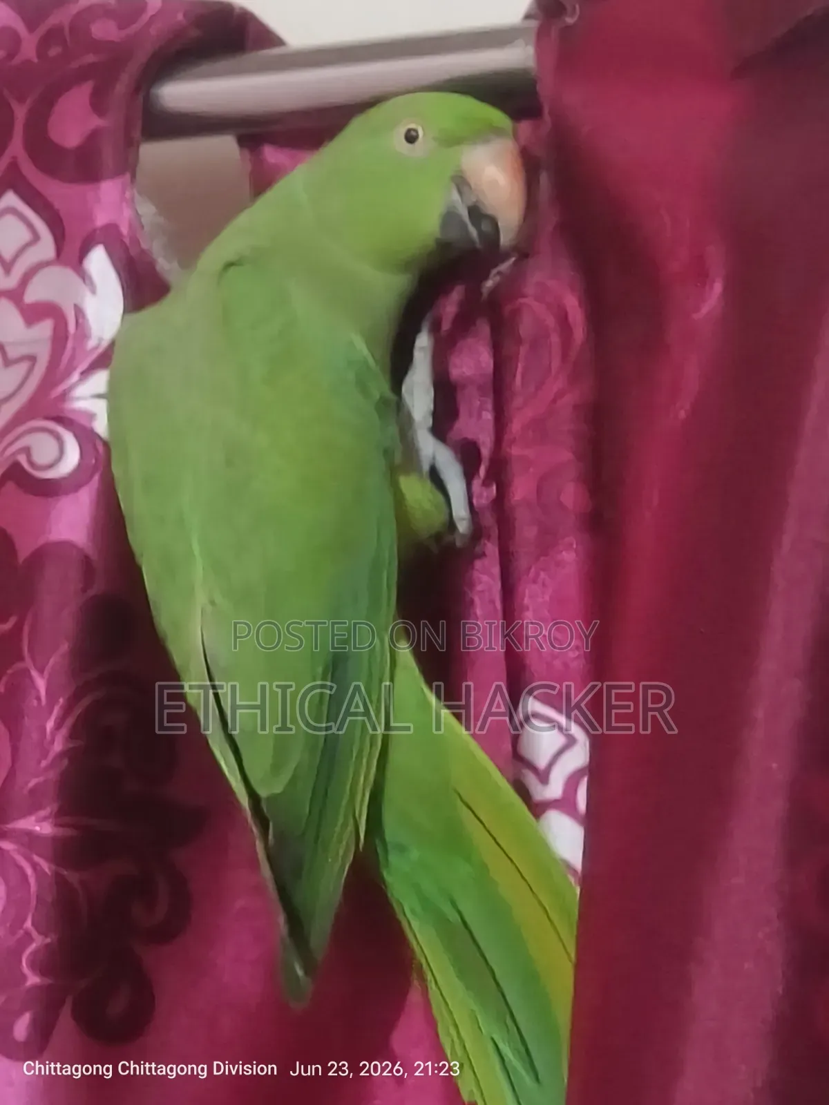 Selling my pet parrot