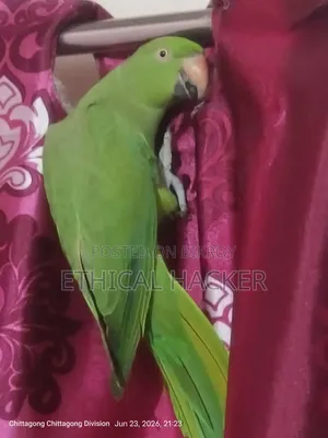 Selling my pet parrot