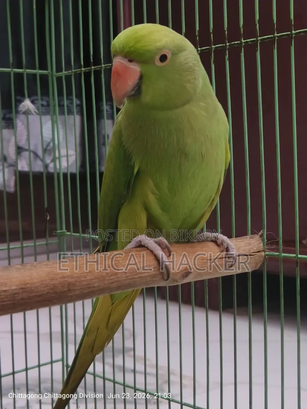 Selling my pet parrot