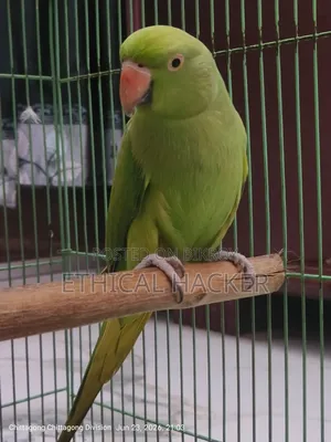 Selling my pet parrot