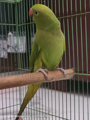 Selling my pet parrot