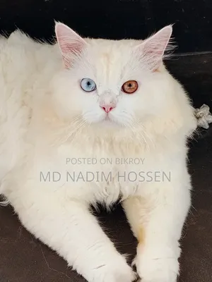 ১+ বছরের পুরুষ খাঁটি পার্সিয়ান