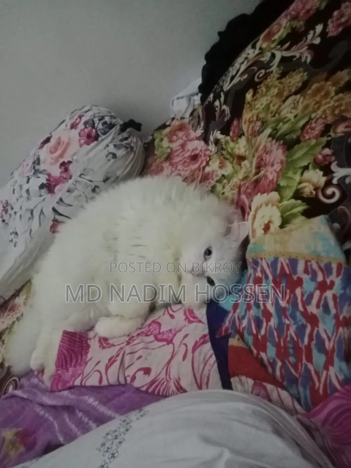 ১+ বছরের পুরুষ খাঁটি পার্সিয়ান