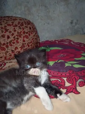 ০-১ মাসের মহিলা খাঁটি পার্সিয়ান