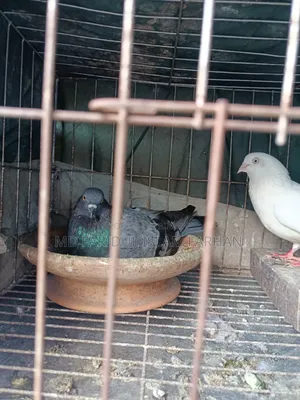 কবুতর বিক্রি