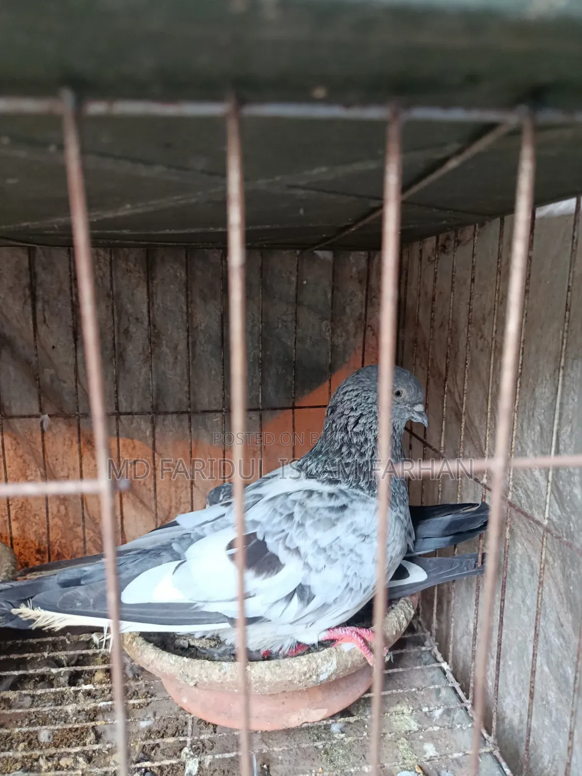 কবুতর বিক্রি