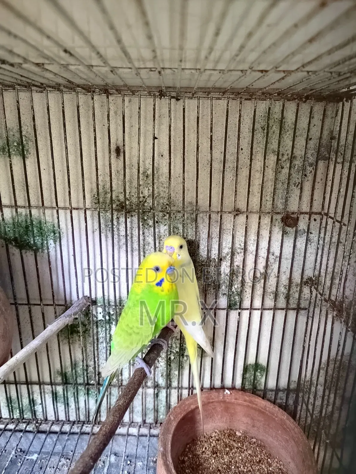 বাজেগার প্রাপ্তবয়স্ক পুরুষ পাখি