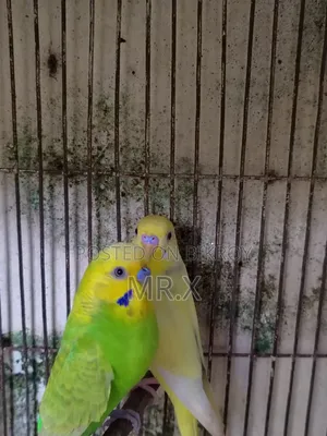 বাজেগার প্রাপ্তবয়স্ক পুরুষ পাখি