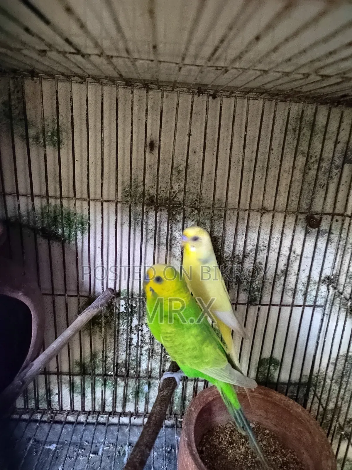 বাজেগার প্রাপ্তবয়স্ক পুরুষ পাখি