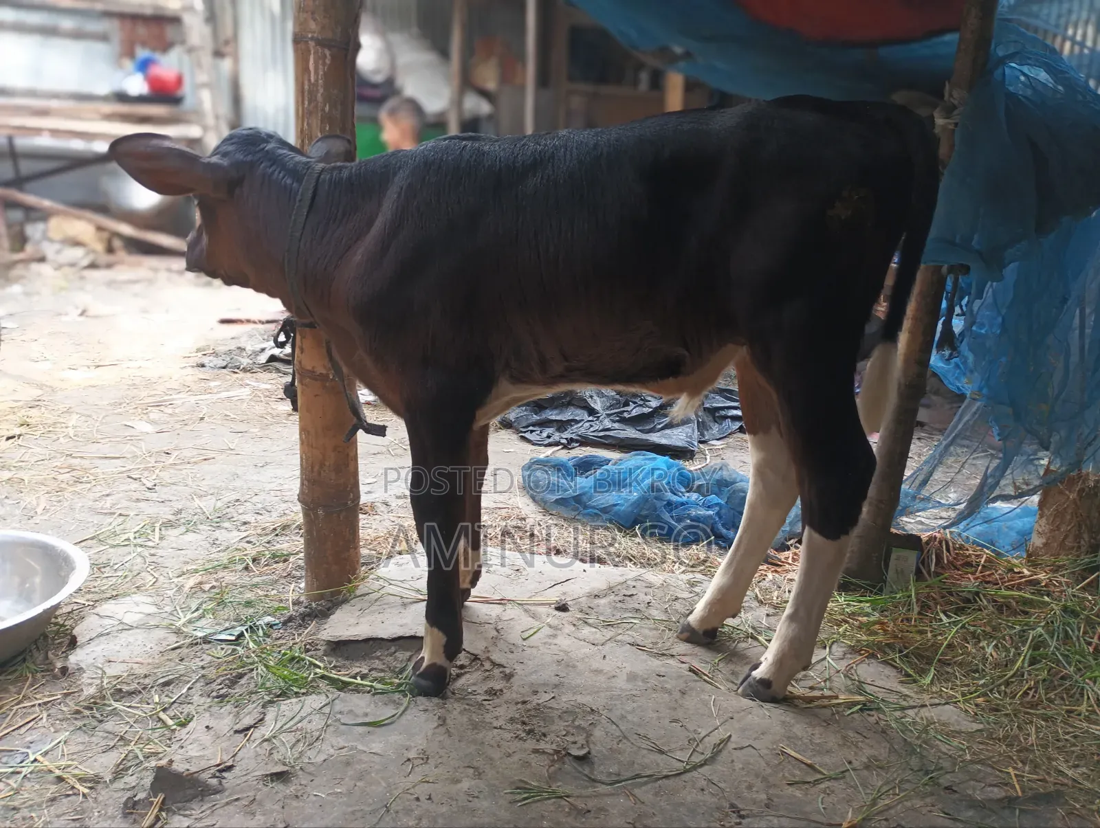 Dhaka Mohammadpur Cow