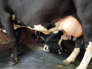Dhaka Mohammadpur Cow