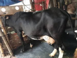 Dhaka Mohammadpur Cow