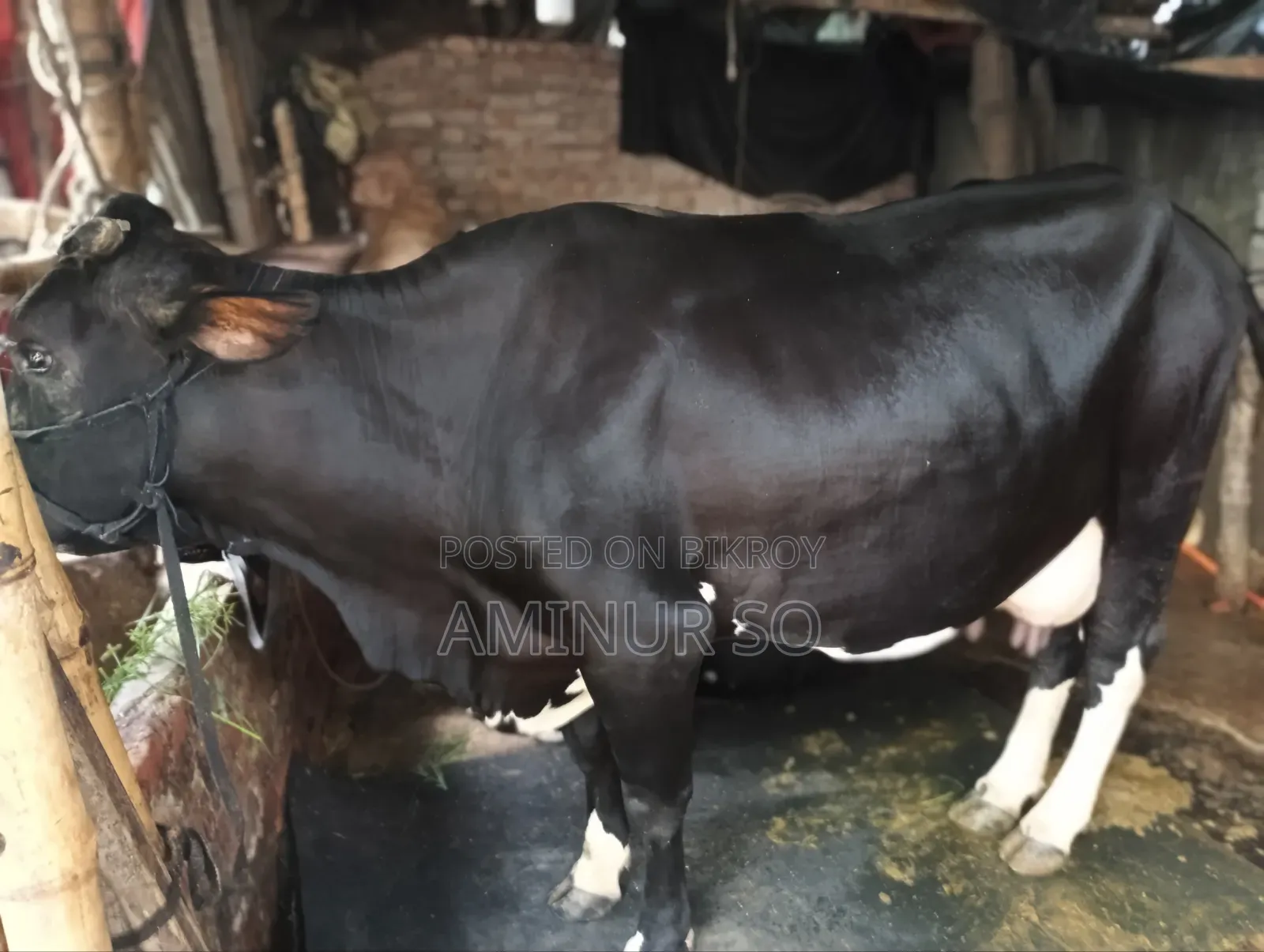 Dhaka Mohammadpur Cow