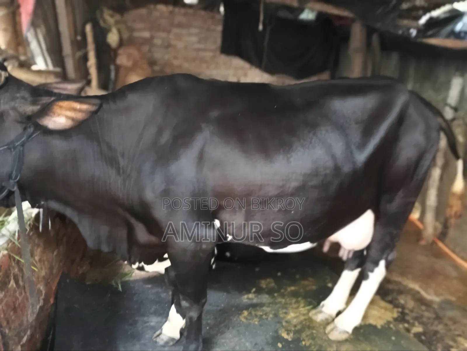 Dhaka Mohammadpur Cow