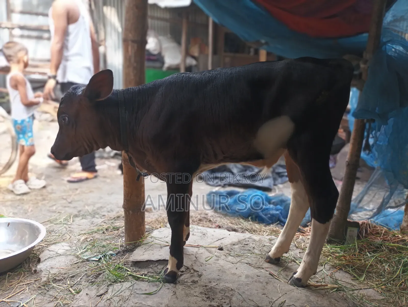 Dhaka Mohammadpur Cow