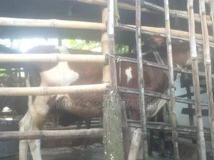 Very Good Cow