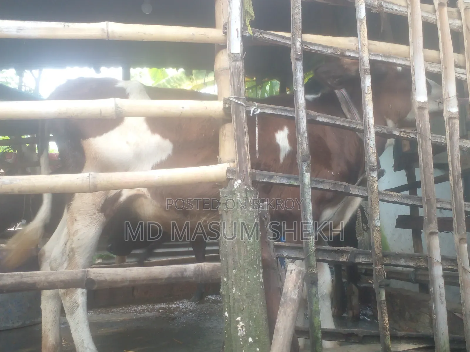 Very Good Cow