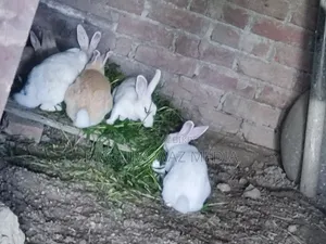 Baby Rabbit 2 months old