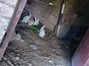 Baby Rabbit 2 months old