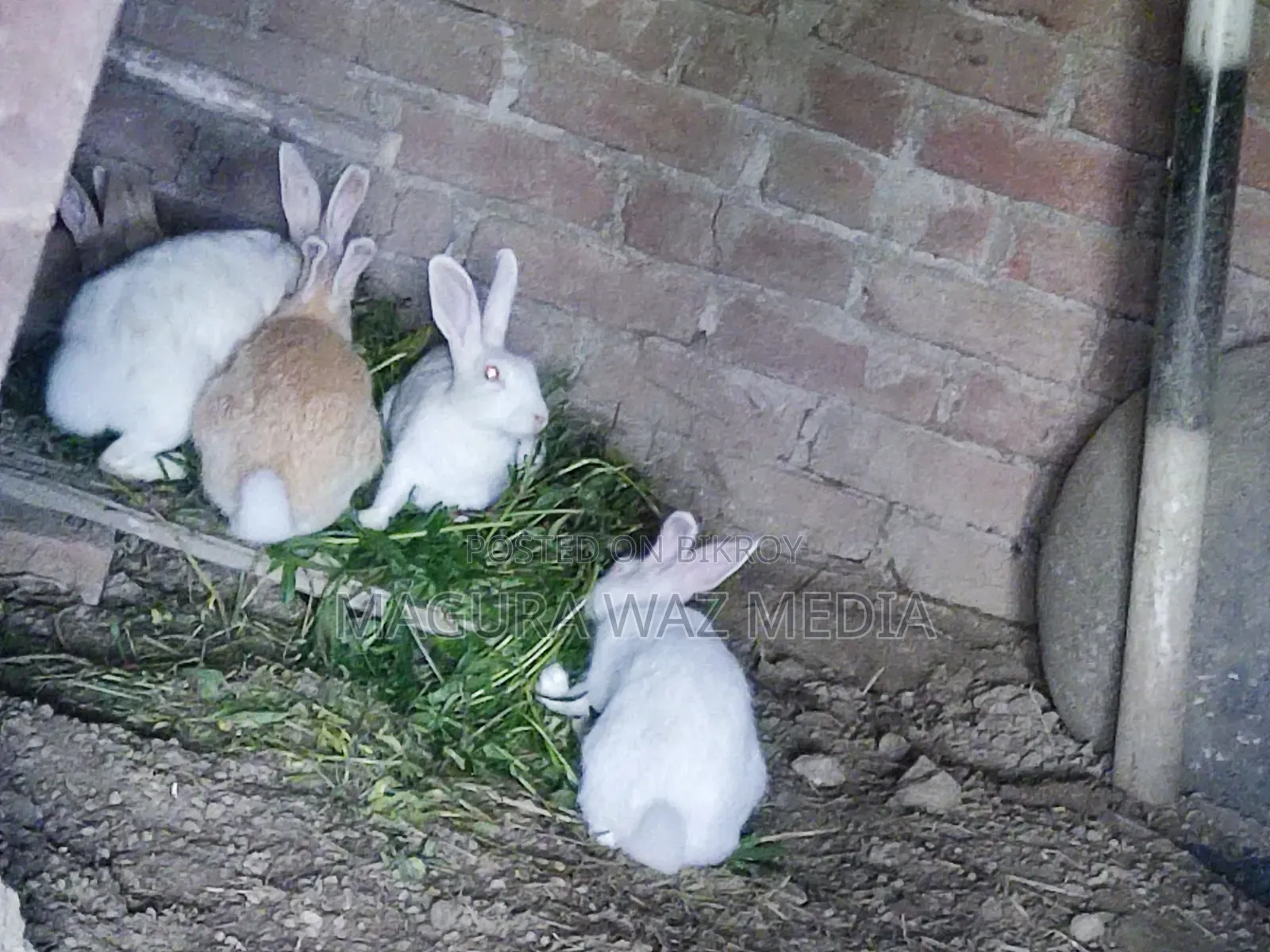 Baby Rabbit 2 months old