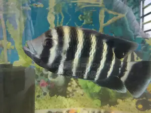 Chikled Fish