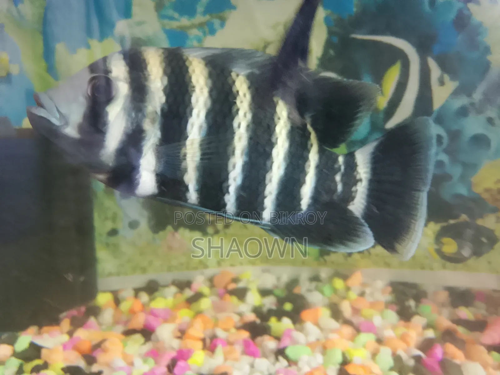 Chikled Fish