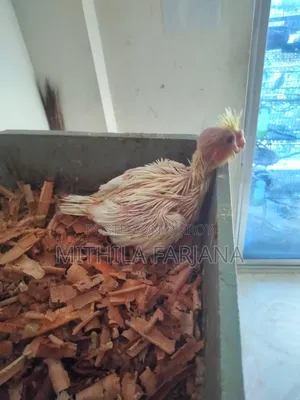 ককাটেল টেম বাচচা