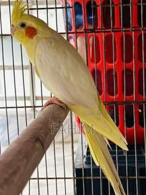 ককটেল পাখি