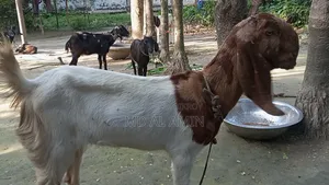Totapuri Goat Sell