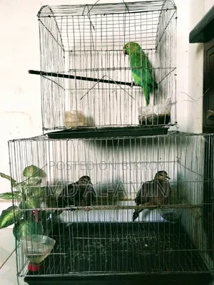 ২টি খাঁচাসহ ৩টি পাখি বিক্রি করা হবে