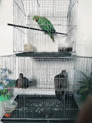 ২টি খাঁচাসহ ৩টি পাখি বিক্রি করা হবে