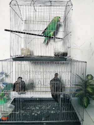 ২টি খাঁচাসহ ৩টি পাখি বিক্রি করা হবে