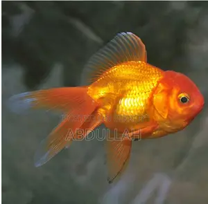 অরান্ডা গোল্ডফিশ হোম ব্রেড