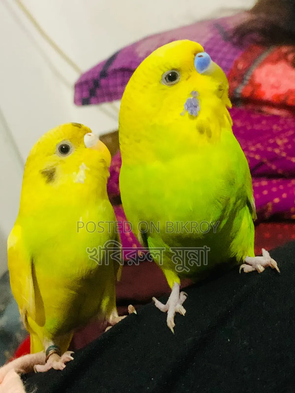 টেম করা বাজরিগর এক জোরা বিক্রি হবে।