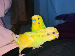 টেম করা বাজরিগর এক জোরা বিক্রি হবে।