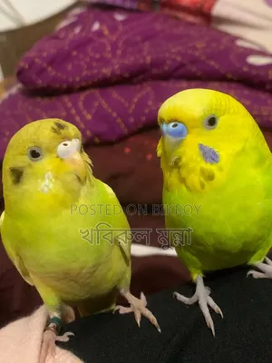 টেম করা বাজরিগর এক জোরা বিক্রি হবে।