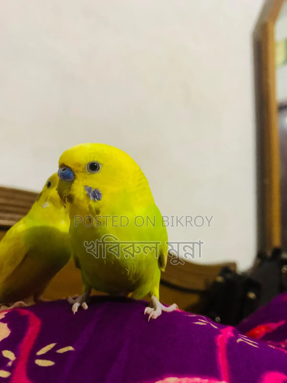 টেম করা বাজরিগর এক জোরা বিক্রি হবে।